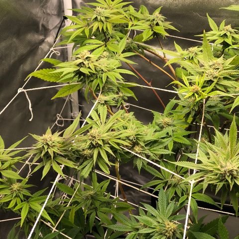 JANE 1 CLONE growlog timeline photo