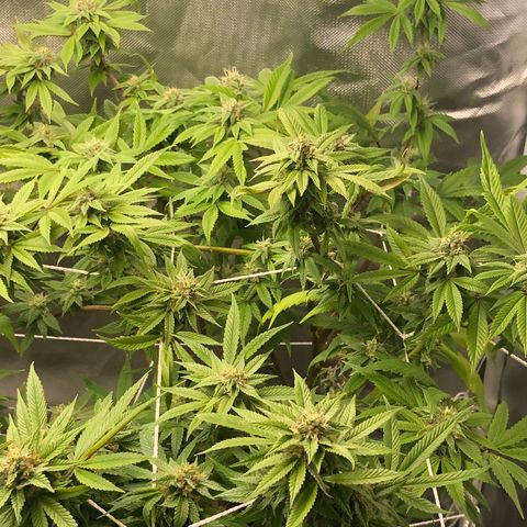JANE 1 CLONE growlog timeline photo