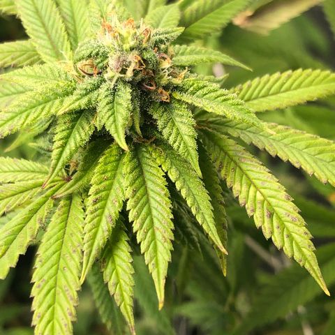 JANE 1 CLONE growlog timeline photo