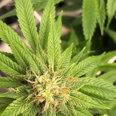 JANE 1 CLONE growlog timeline photo