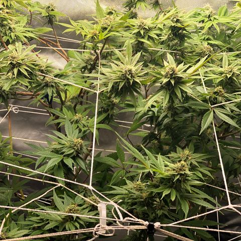 JANE 1 CLONE growlog timeline photo