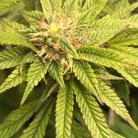 JANE 1 CLONE growlog timeline photo