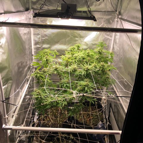 JANE 1 CLONE growlog timeline photo