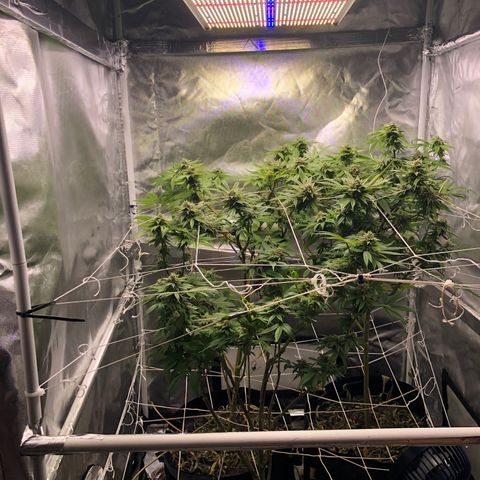 JANE 1 CLONE growlog timeline photo
