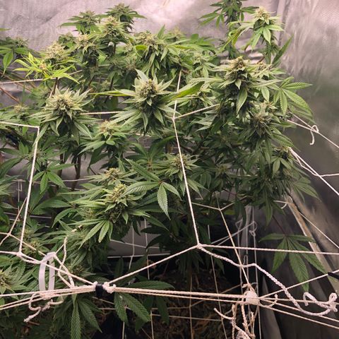 JANE 1 CLONE growlog timeline photo