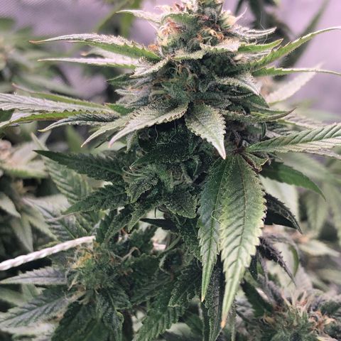 JANE 1 CLONE growlog timeline photo