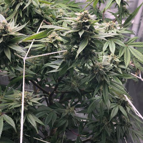JANE 1 CLONE growlog timeline photo