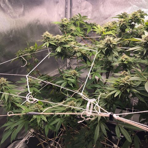 JANE 1 CLONE growlog timeline photo