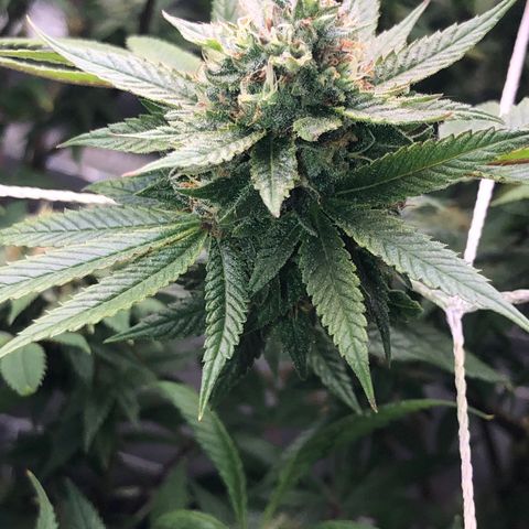 JANE 1 CLONE growlog timeline photo