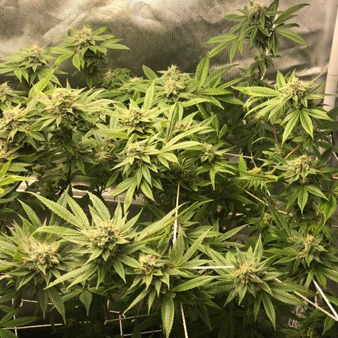 JANE 1 CLONE growlog timeline photo