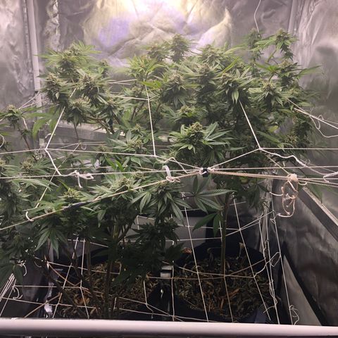 JANE 1 CLONE growlog timeline photo