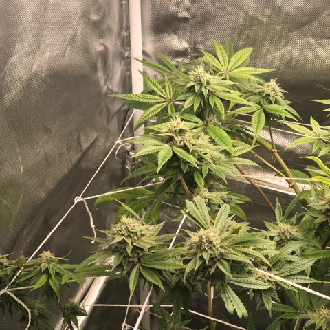 JANE 1 CLONE growlog timeline photo