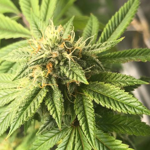 JANE 1 CLONE growlog timeline photo