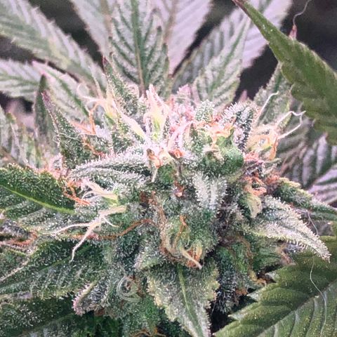 JANE 1 CLONE growlog timeline photo