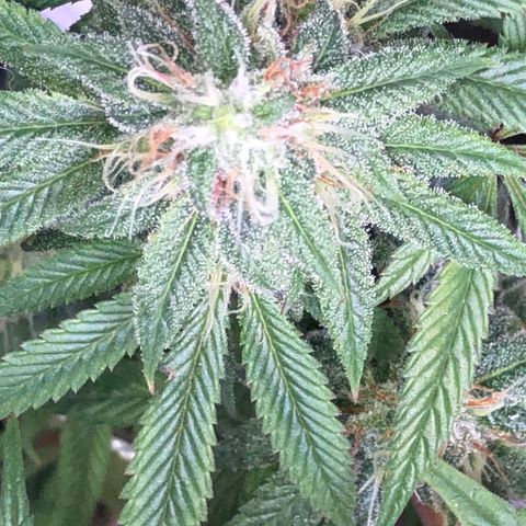 JANE 1 CLONE growlog timeline photo