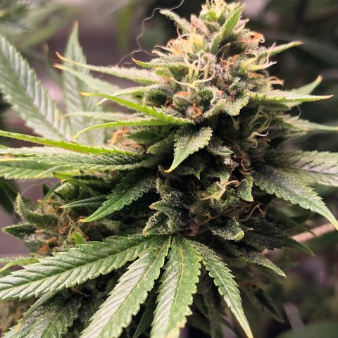 JANE 1 CLONE growlog timeline photo