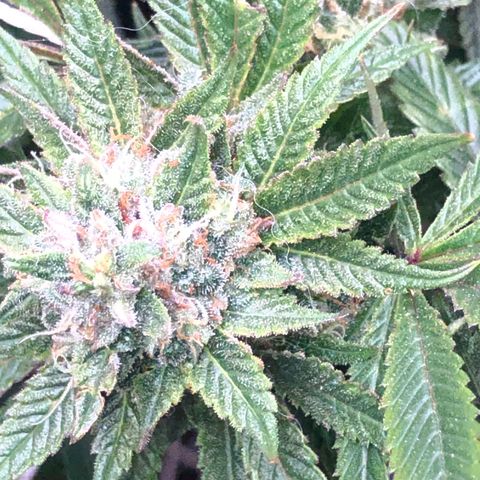 JANE 1 CLONE growlog timeline photo