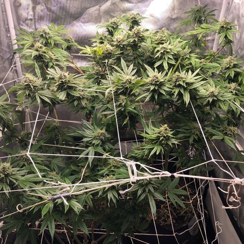 JANE 1 CLONE growlog timeline photo