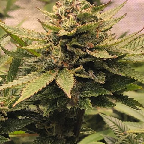 JANE 1 CLONE growlog timeline photo