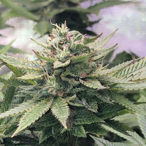 JANE 1 CLONE growlog timeline photo