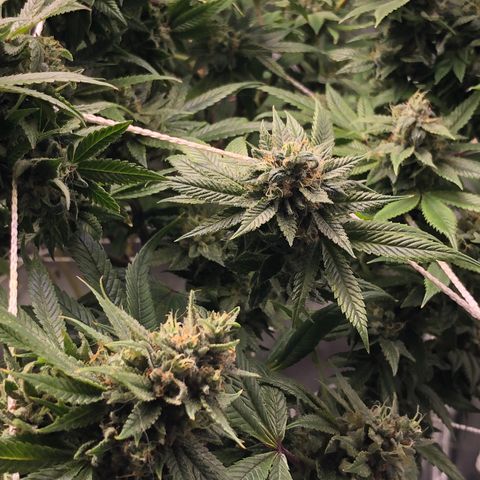 JANE 1 CLONE growlog timeline photo