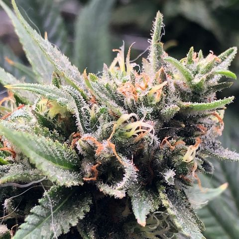 JANE 1 CLONE growlog timeline photo