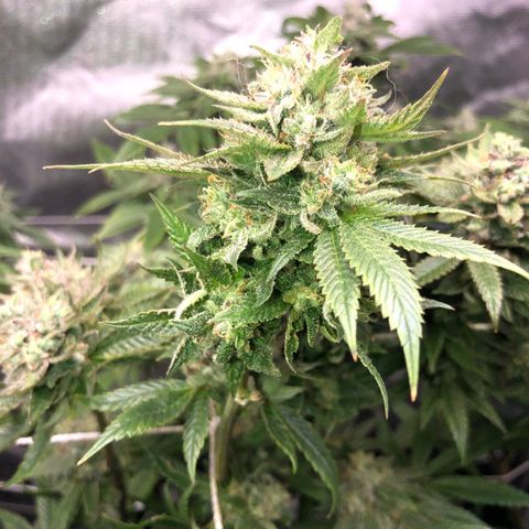 JANE 1 CLONE growlog timeline photo