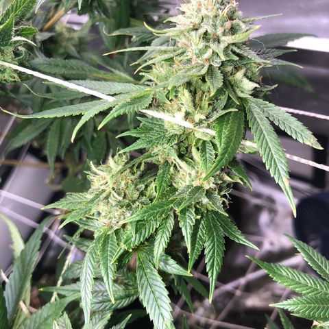 JANE 1 CLONE growlog timeline photo