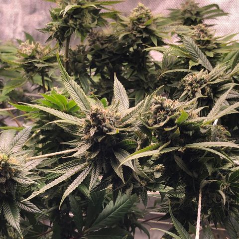 JANE 1 CLONE growlog timeline photo