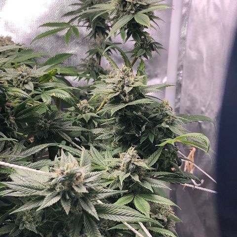 JANE 1 CLONE growlog timeline photo