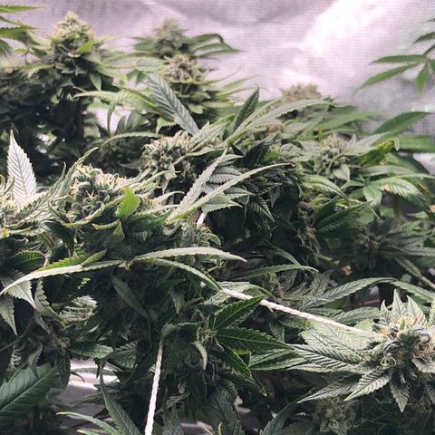 JANE 1 CLONE growlog timeline photo