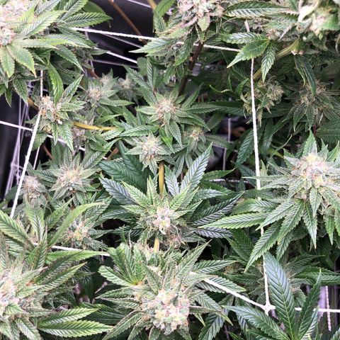 JANE 1 CLONE growlog timeline photo