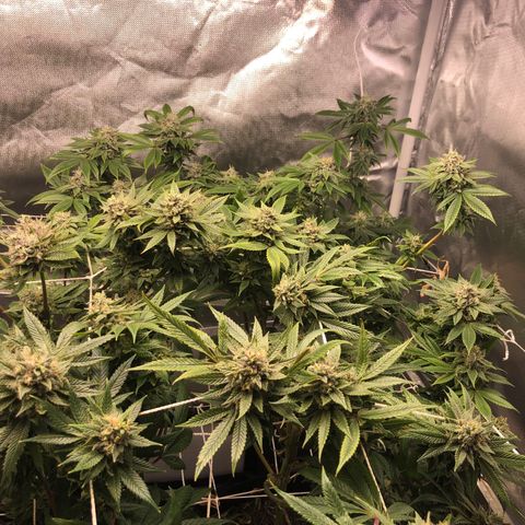 JANE 1 CLONE growlog timeline photo