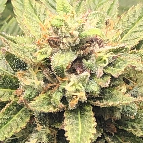 JANE 1 CLONE growlog timeline photo