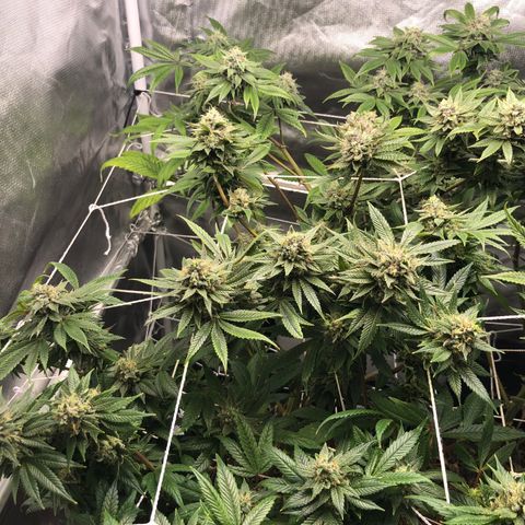 JANE 1 CLONE growlog timeline photo