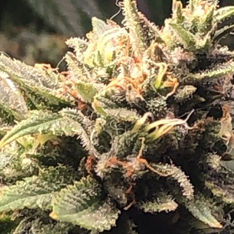 JANE 1 CLONE growlog timeline photo