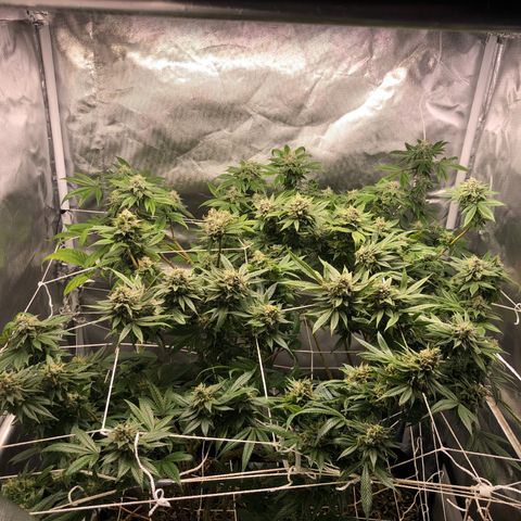 JANE 1 CLONE growlog timeline photo
