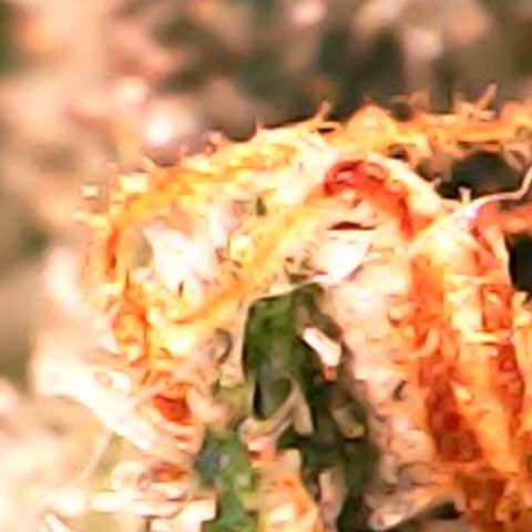 JANE 1 CLONE growlog timeline photo