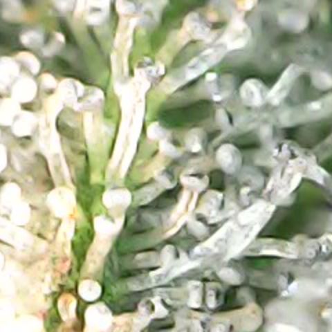 JANE 1 CLONE growlog timeline photo