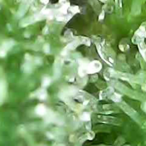 JANE 1 CLONE growlog timeline photo