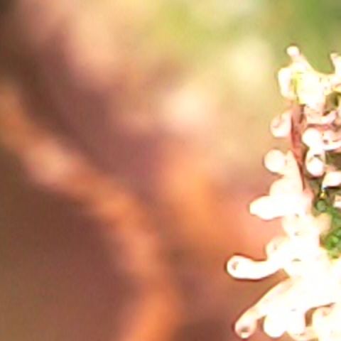 JANE 1 CLONE growlog timeline photo