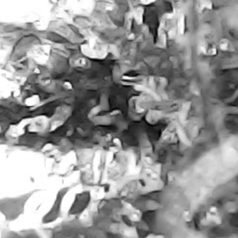 JANE 1 CLONE growlog timeline photo