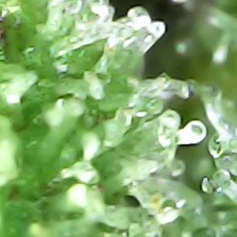 JANE 1 CLONE growlog timeline photo