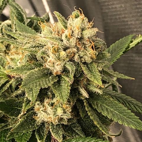 JANE 1 CLONE growlog timeline photo