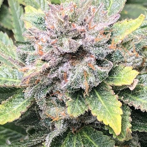 JANE 1 CLONE growlog timeline photo