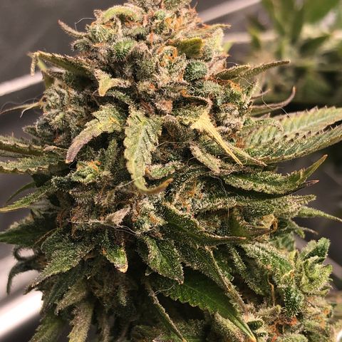 JANE 1 CLONE growlog timeline photo