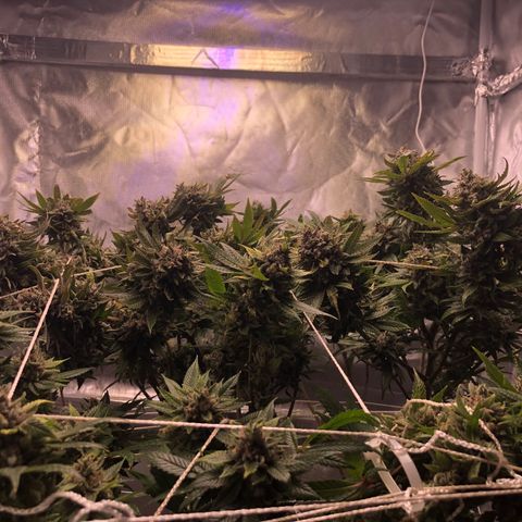 JANE 1 CLONE growlog timeline photo