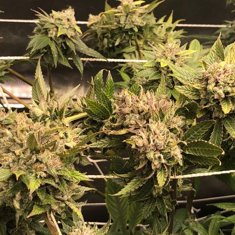 JANE 1 CLONE growlog timeline photo