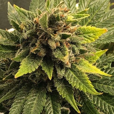 JANE 1 CLONE growlog timeline photo