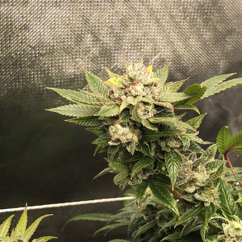 JANE 1 CLONE growlog timeline photo